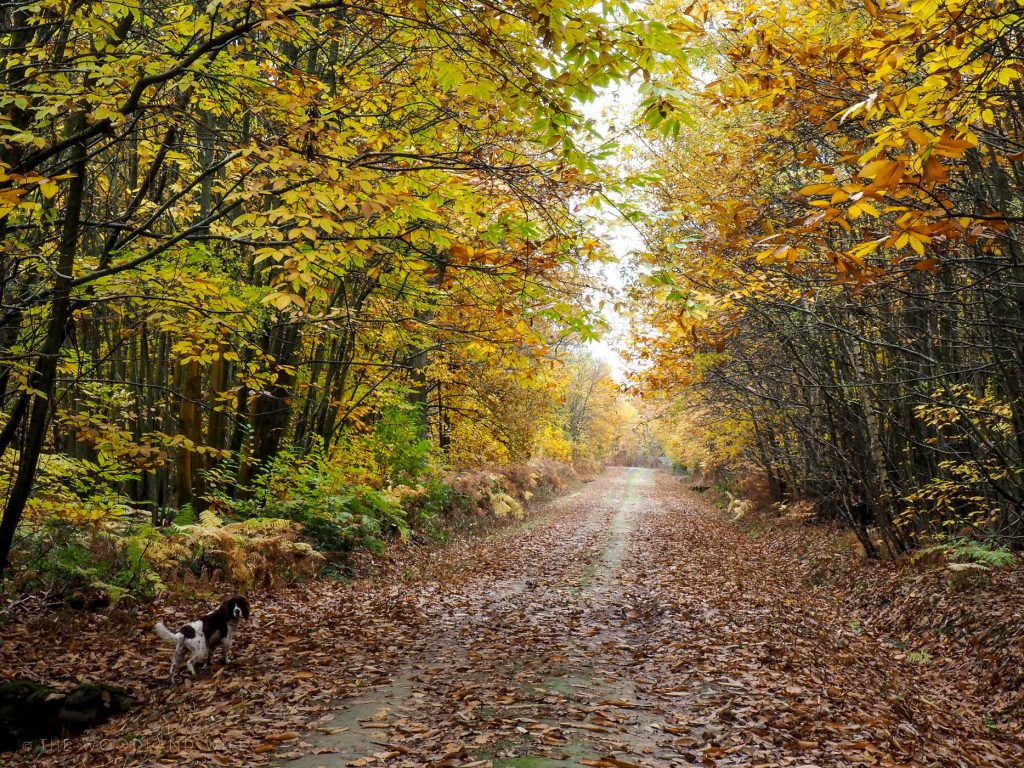 The Hush before Winter | The Woodland Wife