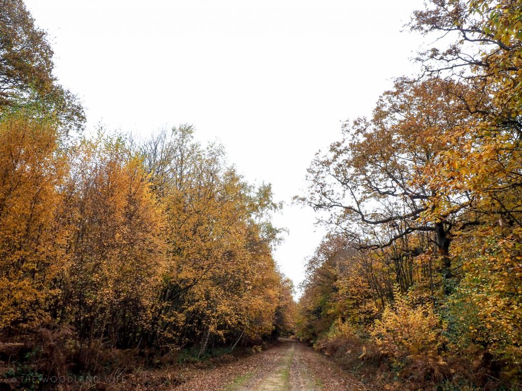 The Hush before Winter | The Woodland Wife