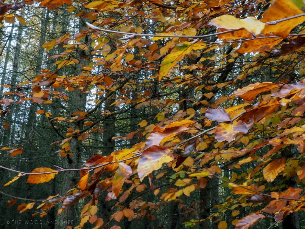 The Hush before Winter | The Woodland Wife